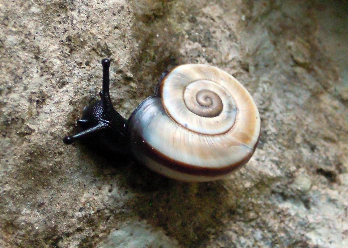 Chilostoma cingulatum apuanum - variabilit